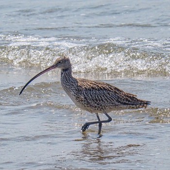 ホウロクシギ 甲子園浜(兵庫県西宮市) 2022年4月20日(水)