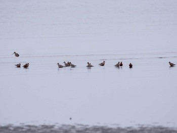 コオバシギ ふなばし三番瀬海浜公園 2022年4月20日(水)