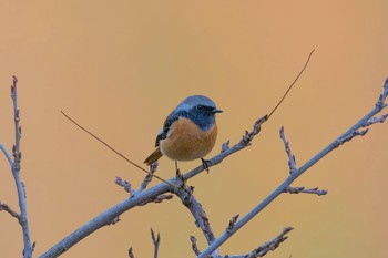 ジョウビタキ 早戸川林道 2017年11月21日(火)