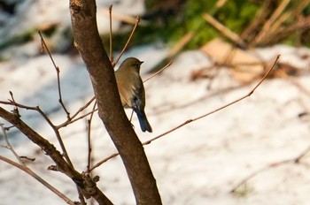 2022年4月20日(水) 宮城沢林道(札幌市西区)の野鳥観察記録