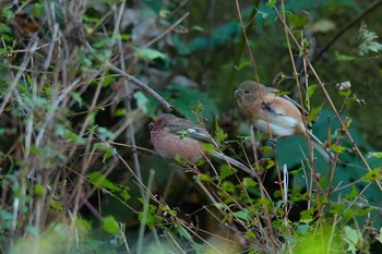 Siberian Long-tailed Rosefinch Hayatogawa Forest Road Tue, 11/21/2017