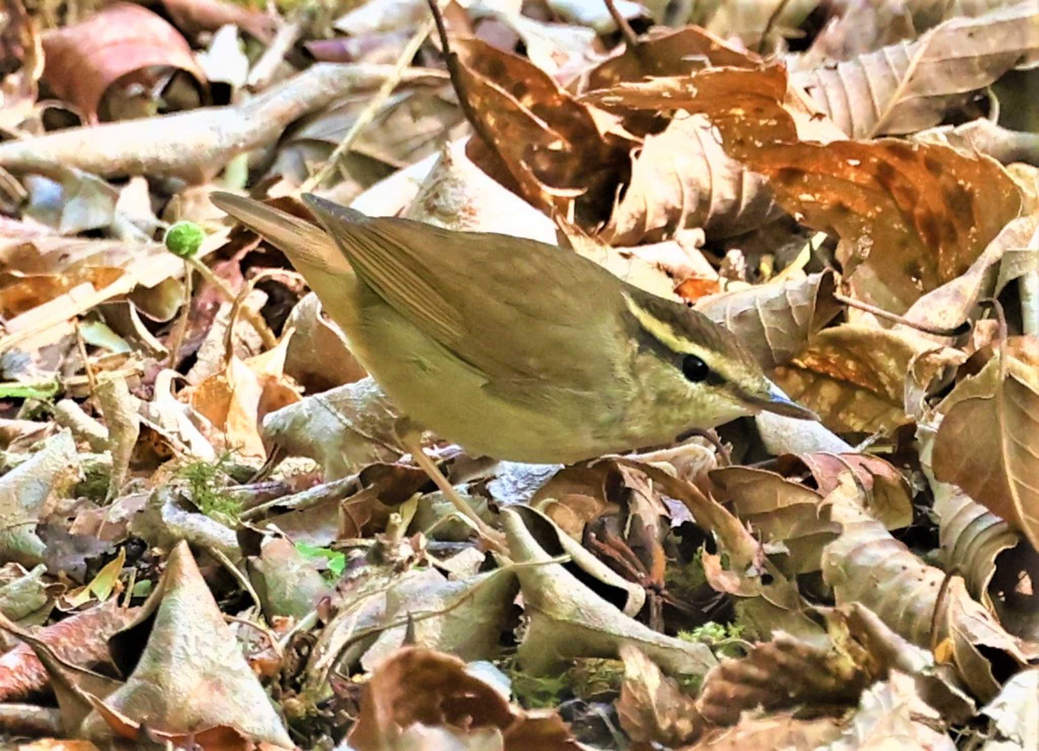 ヤブサメ by Hokkaido.univ