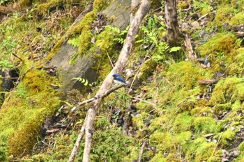 2022年4月20日(水) 早戸川林道の野鳥観察記録