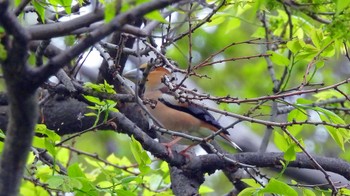 シメ 尼崎市農業公園 2022年4月15日(金)