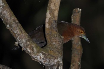 Slaty-legged Crake Ishigaki Island Mon, 4/11/2022