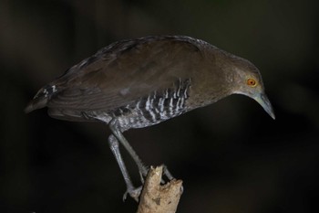 Slaty-legged Crake Ishigaki Island Mon, 4/11/2022