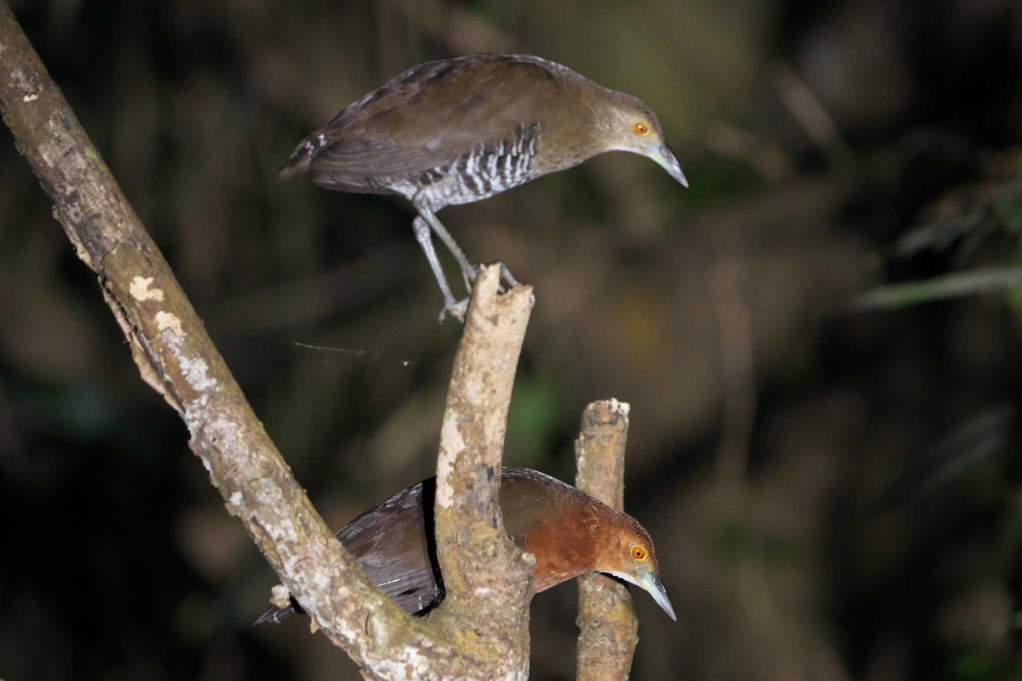 Photo of Slaty-legged Crake at Ishigaki Island by 禽好き