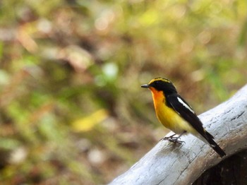 2022年4月20日(水) 金ヶ崎公園(明石市)の野鳥観察記録