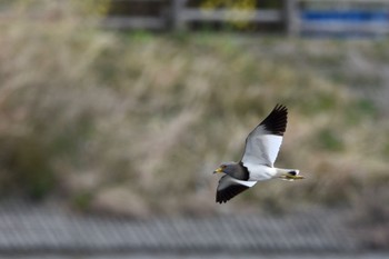 Grey-headed Lapwing 静岡県 大池(磐田市) Mon, 3/21/2022