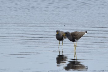 Grey-headed Lapwing 静岡県 大池(磐田市) Mon, 3/21/2022