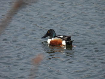 ハシビロガモ 山口県立きらら浜自然観察公園 2022年4月7日(木)