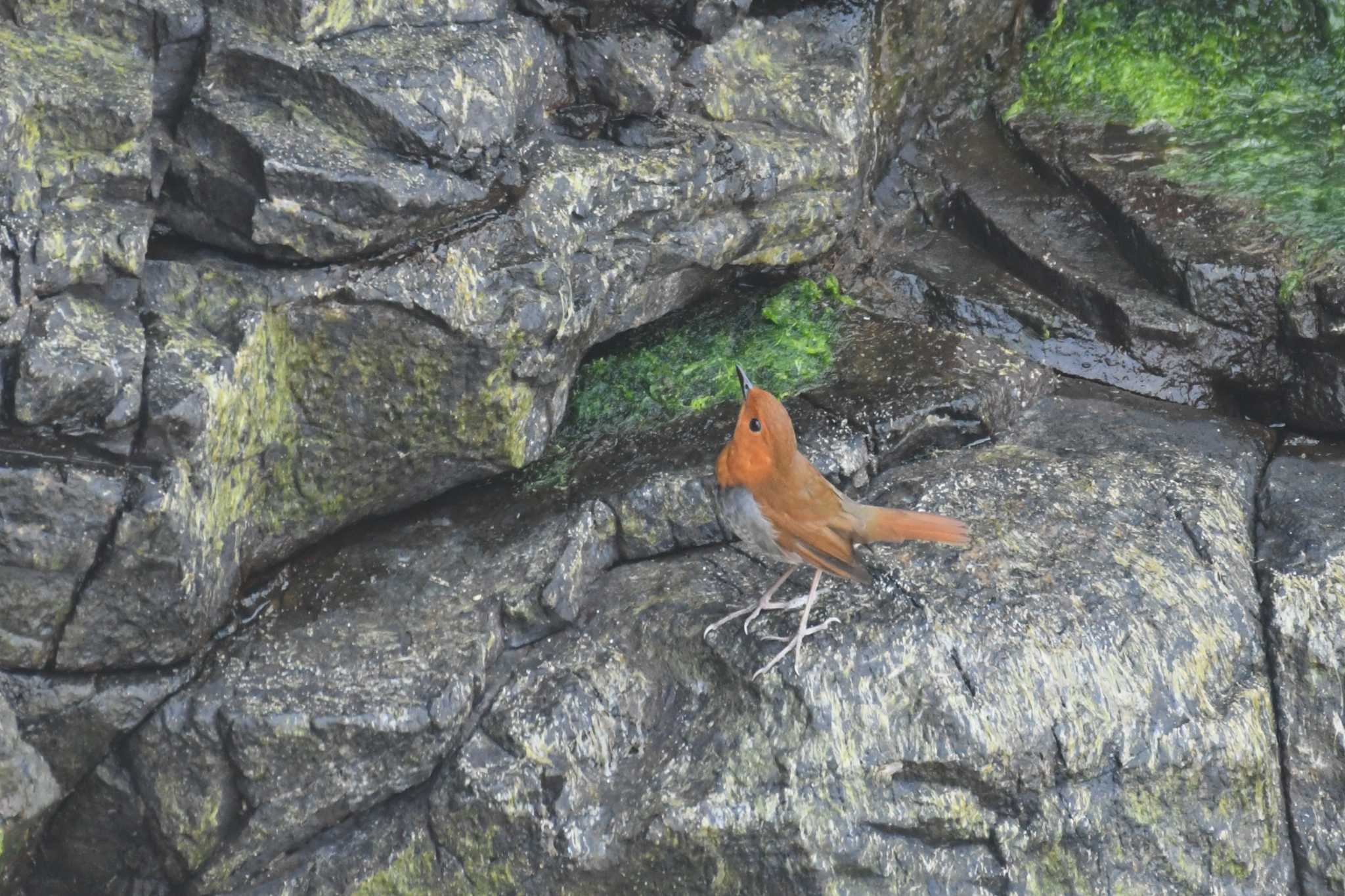 Photo of Japanese Robin at Hegura Island by Semal
