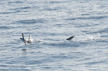2022年4月20日(水) 舳倉島航路の野鳥観察記録