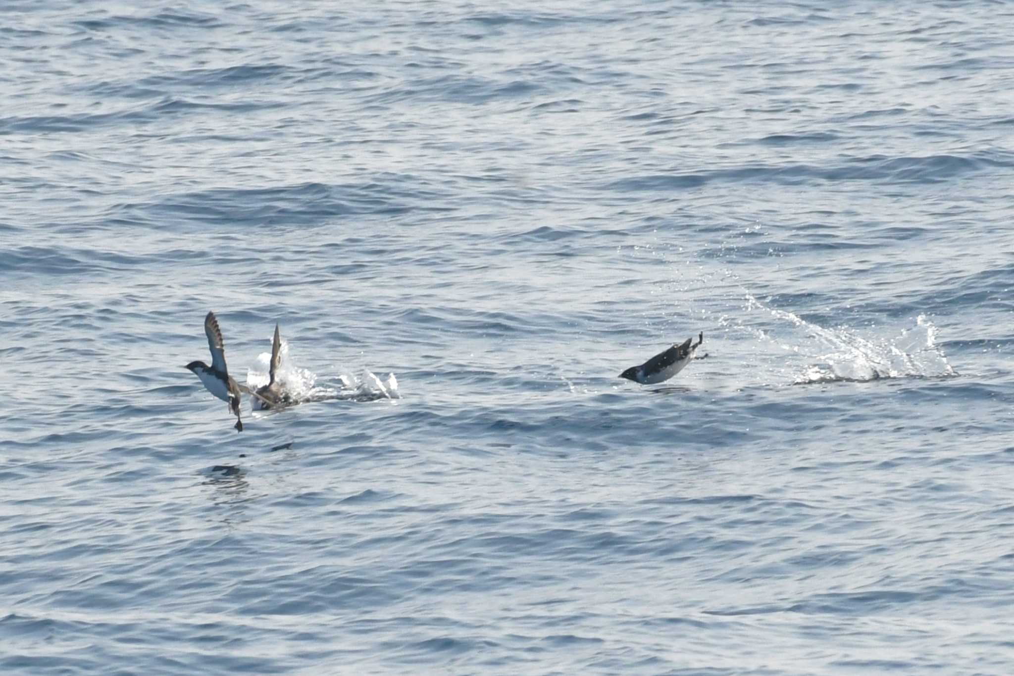 Ancient Murrelet