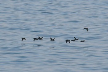 Rhinoceros Auklet 舳倉島航路 Wed, 4/20/2022