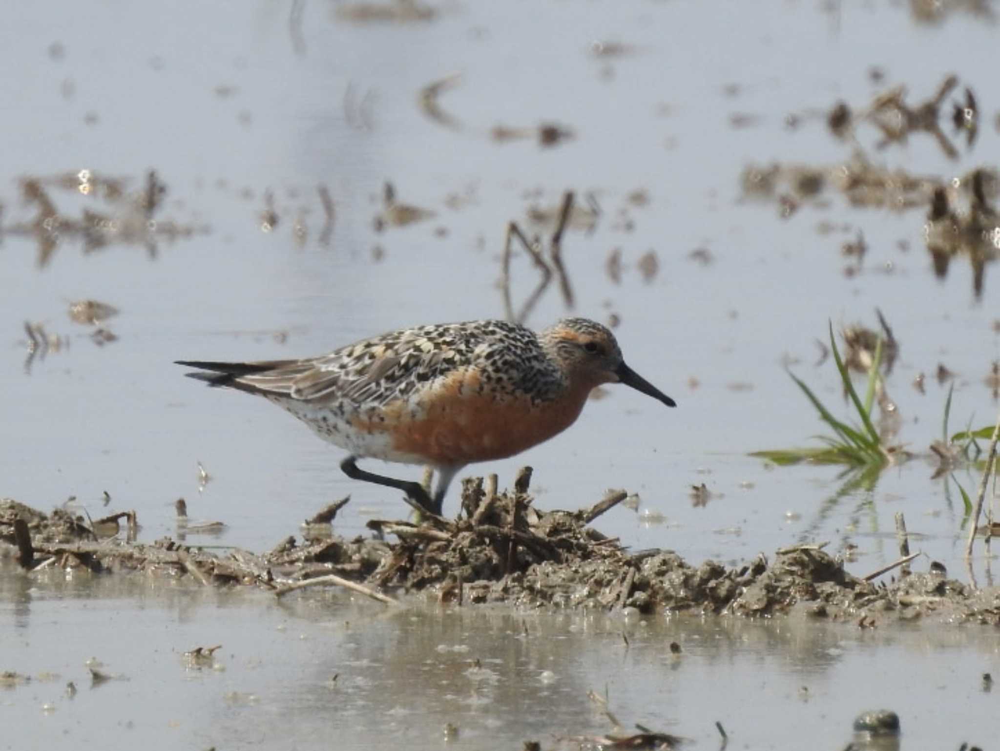 2022年4月20日(水) 鍋田干拓地の野鳥観察記録 by どらお | ZooPicker