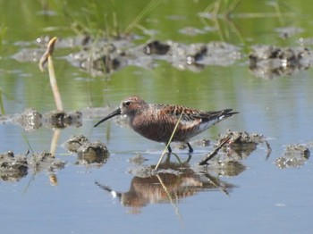 2022年4月20日(水) 愛知県愛西市立田町の野鳥観察記録