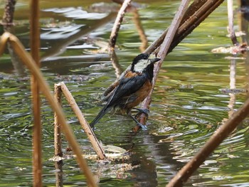 ヤマガラ 京都府立植物園 2022年4月20日(水)