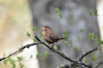 Eurasian Wren 烏川渓谷緑地 Wed, 4/20/2022