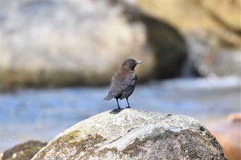 Brown Dipper 烏川渓谷緑地 Wed, 4/20/2022