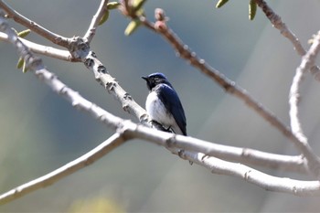 Blue-and-white Flycatcher 烏川渓谷緑地 Wed, 4/20/2022