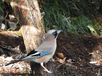 Eurasian Jay Ooaso Wild Bird Forest Park Thu, 12/24/2020