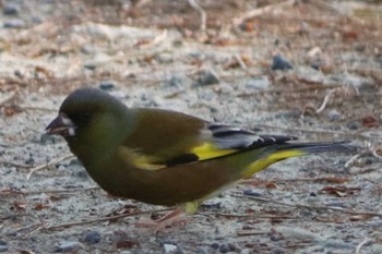 2022年4月19日(火) 京都御苑の野鳥観察記録