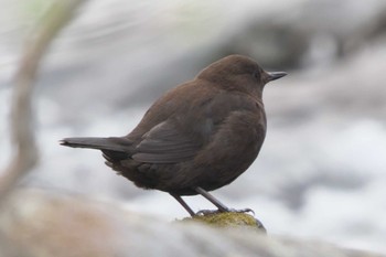 カワガラス 軽井沢野鳥の森 2022年4月20日(水)