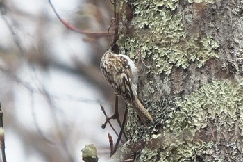 キバシリ 軽井沢野鳥の森 2022年4月20日(水)