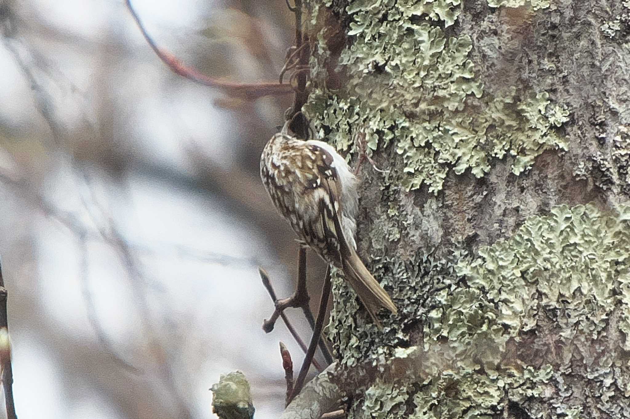 Eurasian Treecreeper