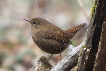 ミソサザイ 軽井沢野鳥の森 2022年4月20日(水)