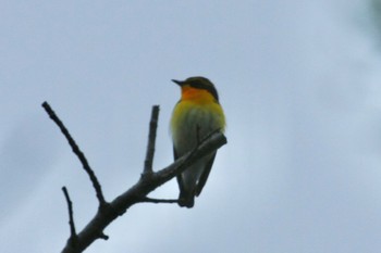 Narcissus Flycatcher Unknown Spots Thu, 4/21/2022