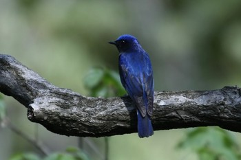 Blue-and-white Flycatcher Unknown Spots Thu, 4/21/2022