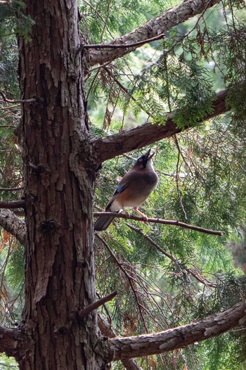 Eurasian Jay 大津市 Thu, 4/21/2022