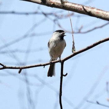 ハシブトガラ 西岡公園(西岡水源地) 2022年4月21日(木)