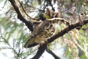 Japanese Scops Owl Unknown Spots Thu, 4/21/2022