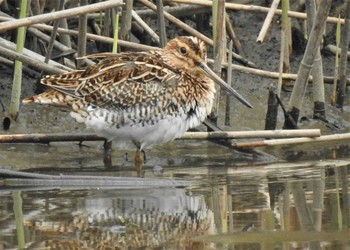 タシギ 境川遊水地公園 2022年4月21日(木)