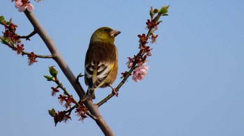 カワラヒワ 場所が不明 2022年4月21日(木)