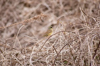 アオジ 花見川 2022年2月19日(土)