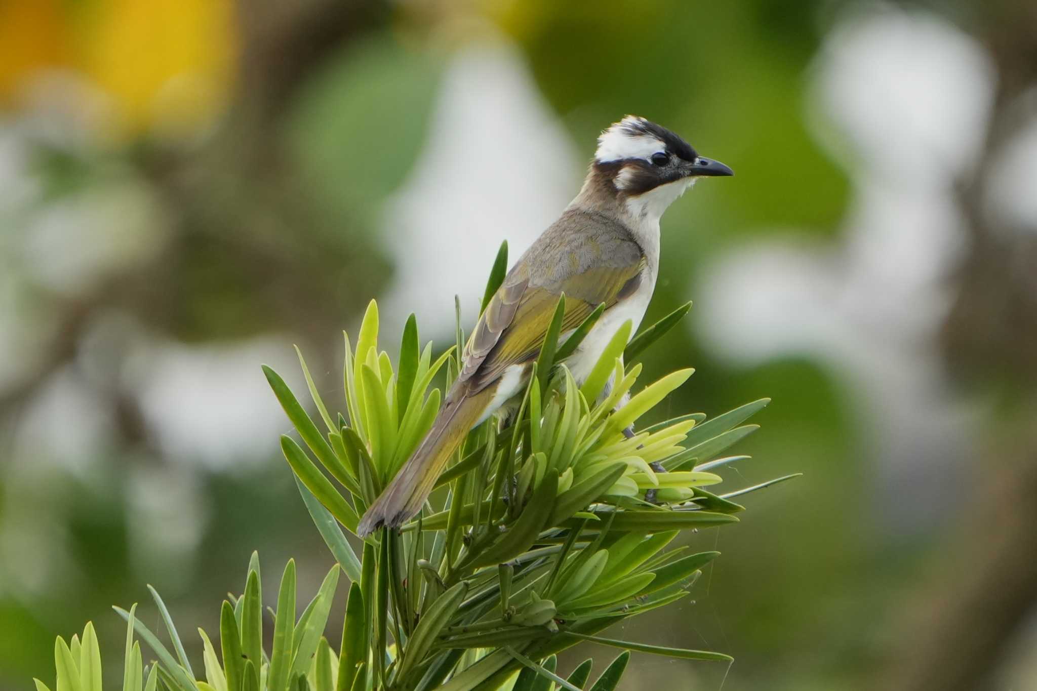 Photo of Light-vented Bulbul at Ishigaki Island by 禽好き