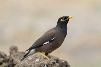 Common Myna Ishigaki Island Mon, 4/11/2022