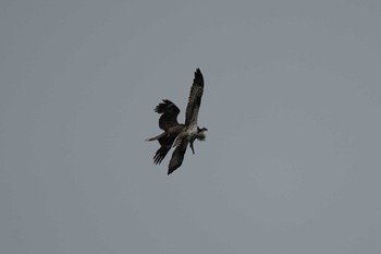 2022年4月21日(木) 飯梨川河口(島根県安来市)の野鳥観察記録