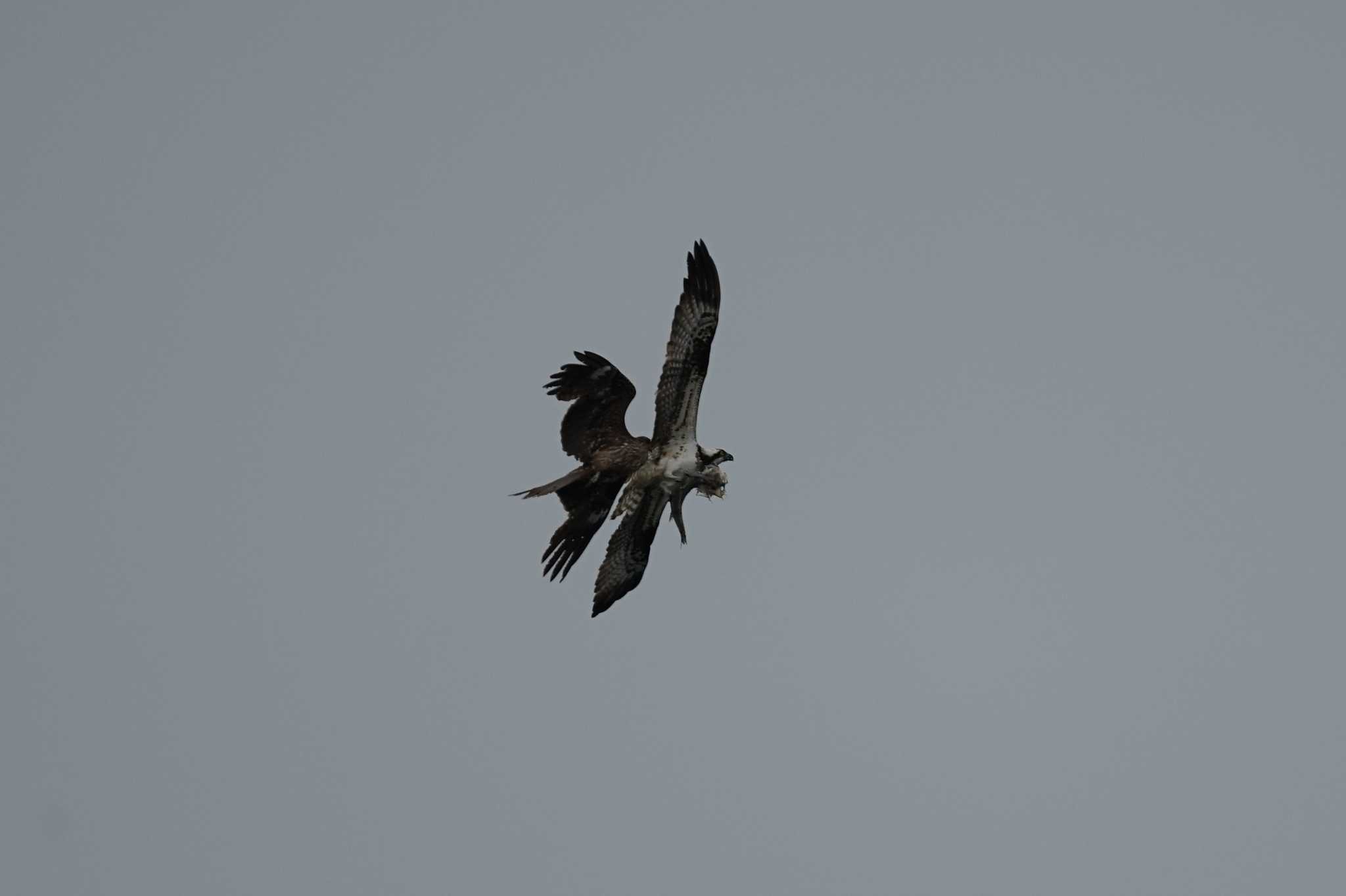 Osprey