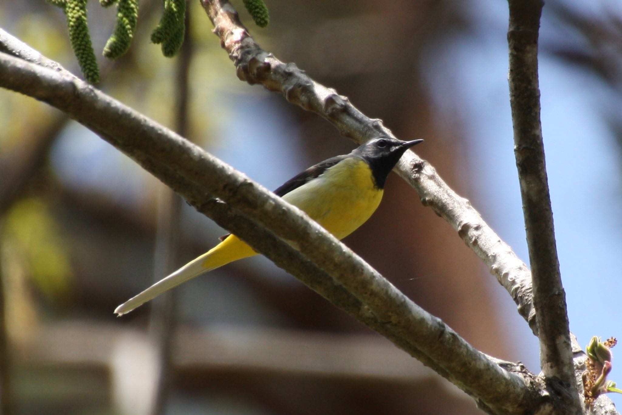 Photo of Grey Wagtail at 山梨県甲斐市 by banban