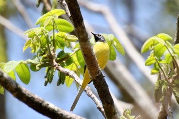 Grey Wagtail 山梨県甲斐市 Wed, 4/20/2022