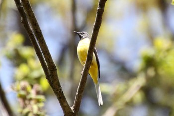 Grey Wagtail 山梨県甲斐市 Wed, 4/20/2022