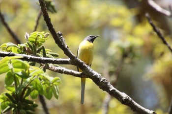 Grey Wagtail 山梨県甲斐市 Wed, 4/20/2022