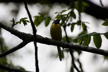 Grey Wagtail 山梨県甲斐市 Wed, 4/20/2022