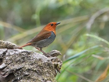 Japanese Robin Akigase Park Mon, 4/18/2022