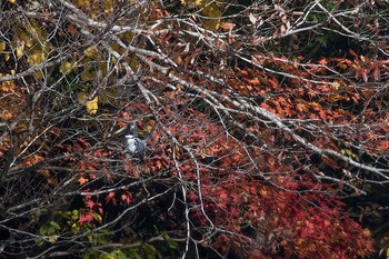 Crested Kingfisher Hayatogawa Forest Road Tue, 11/21/2017